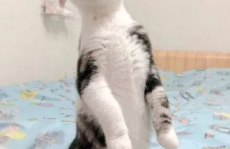 娱乐圈吃瓜猫咪是谁啊,揭秘网络红星的幕后推手
